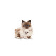 Royal Canin Mother & Babycat – Hrană Uscată pentru Pisici Gestante, Lactante și Pui (0–4 luni) – 10 kg